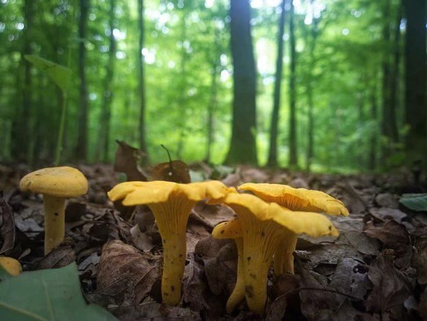 Chanterelle Foraging in July