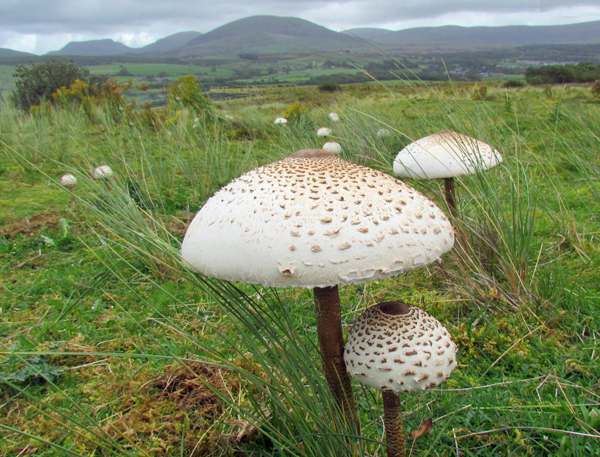 Parasol Mushroom