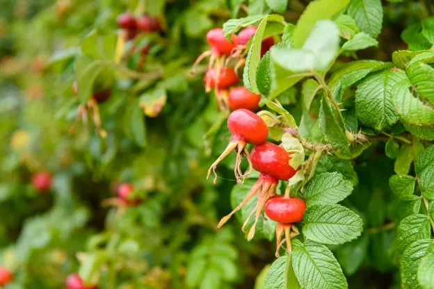 Rosehips