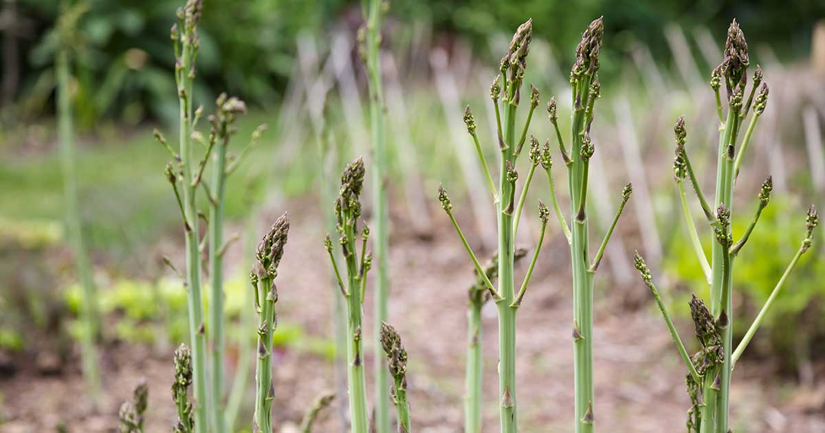 Wild Asparagus in the UK