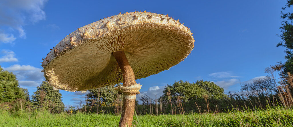 Mushroom Foraging in the UK